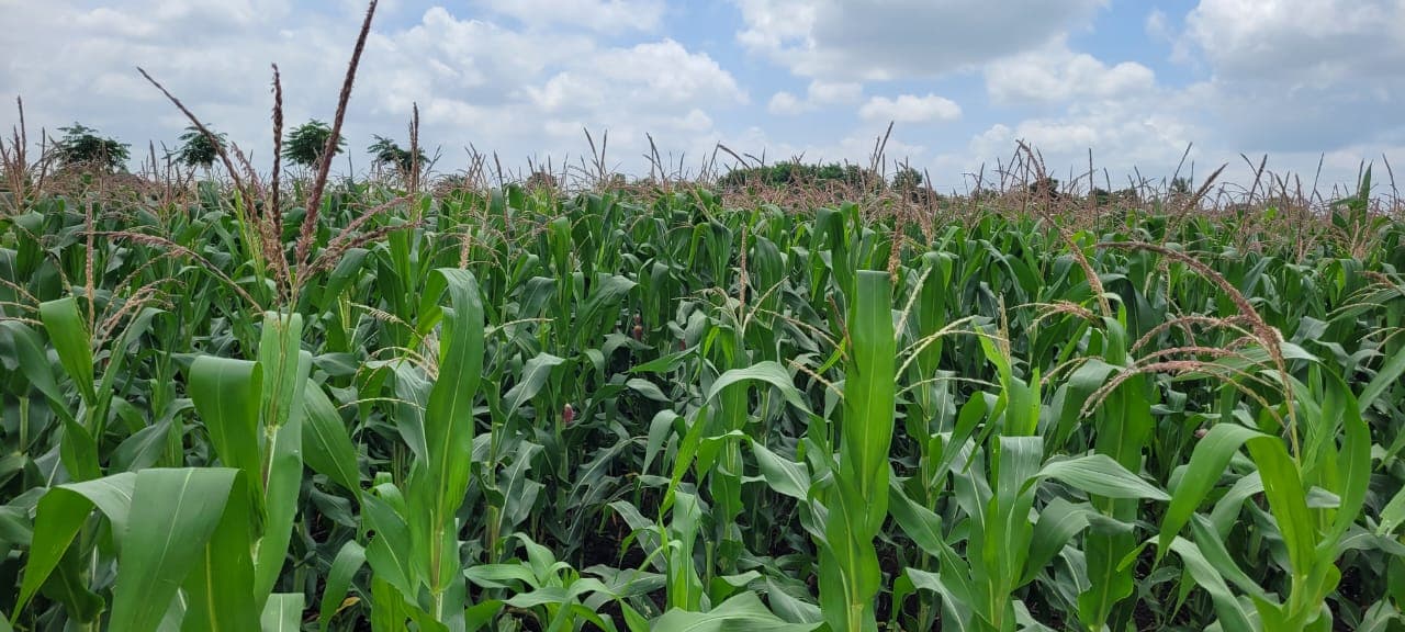 Agronica Seeds Fields