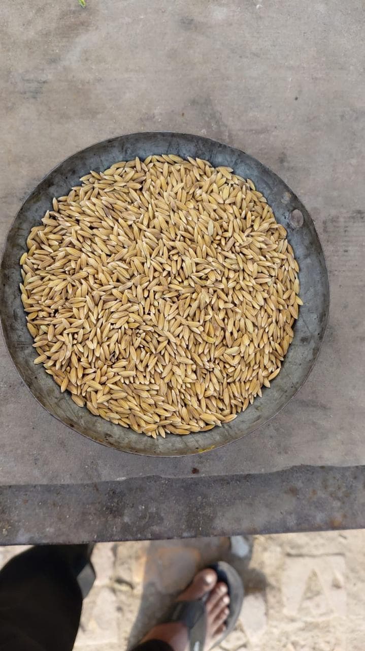 Premium Paddy Seeds