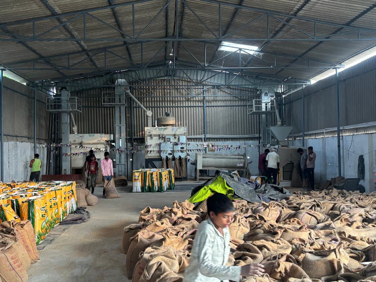How ISO Accredited Seed Testing Labs Ensure 95%+ Germination Rates