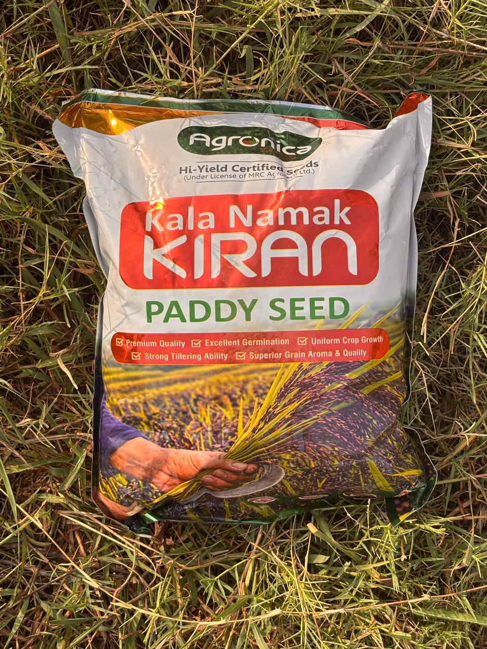 Kala Namak Kiran: Cultivating India’s Prized Aromatic Paddy with Hi-Yield Certified Seeds