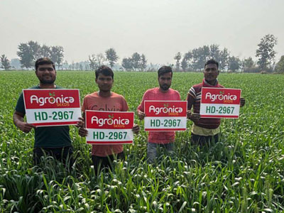 The Smart Farmer's Guide to Climate-Resilient Maize & Rice Hybrids