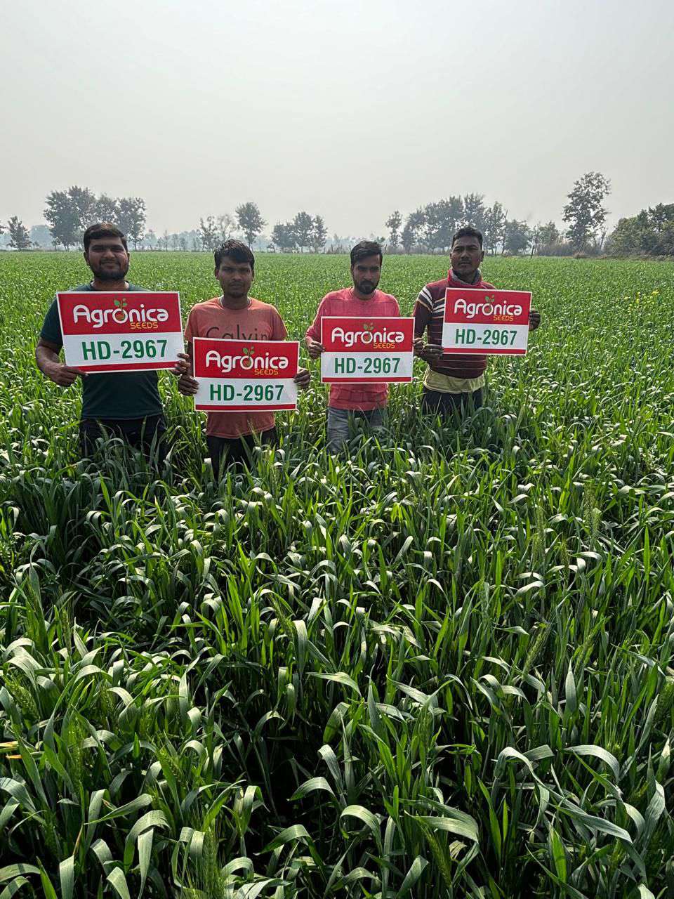 Farmers in field with HD-2967